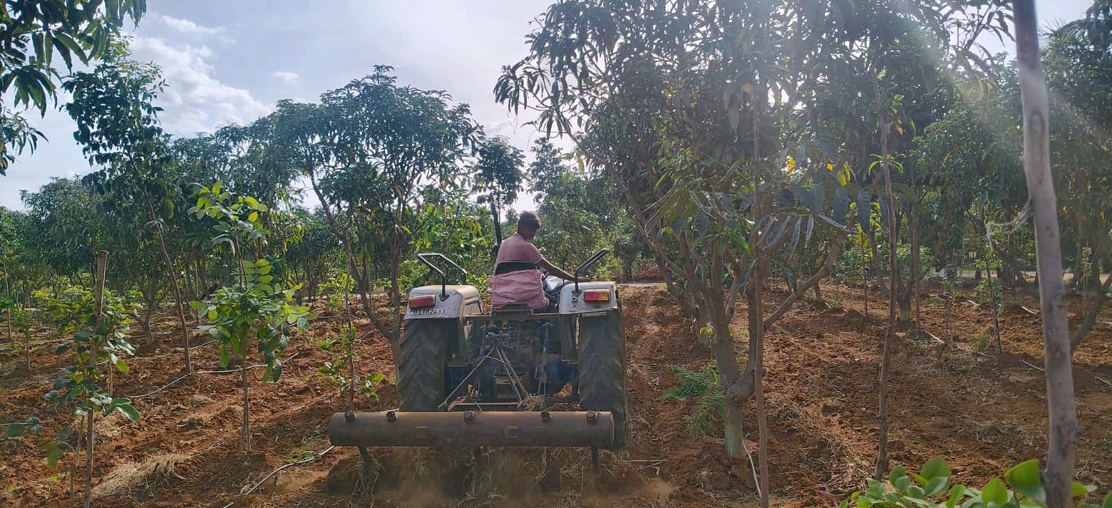 Tending the mango rows